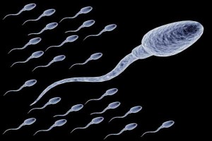 image_27633.male-sperm