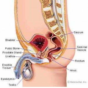 prostate-gland-enlarged