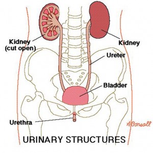 Urinary